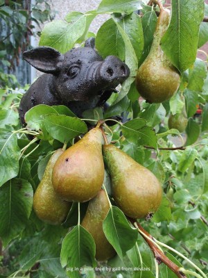 pig in a pear tree