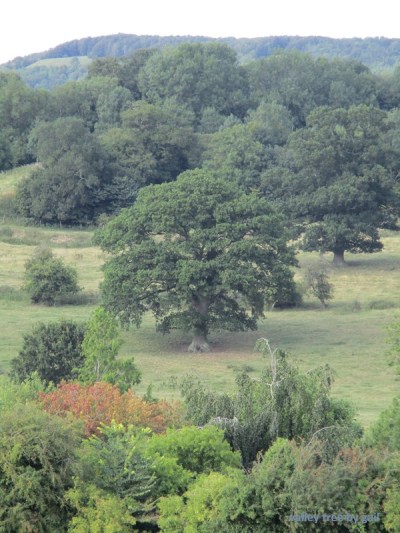 valley tree