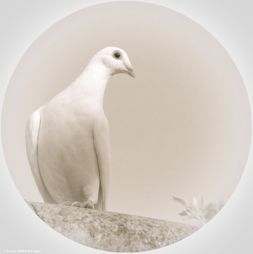 Circle Dove-1-3 - Copy