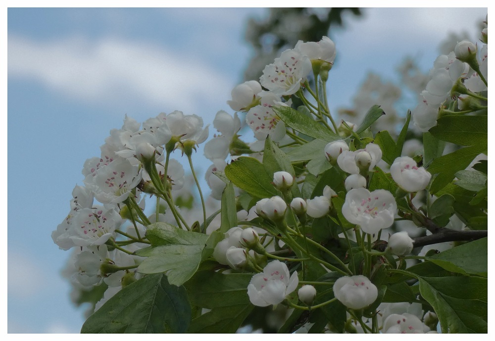 May Day Blossom by Gail Foster